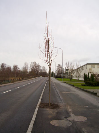 bjrnum-117-alle.jpg