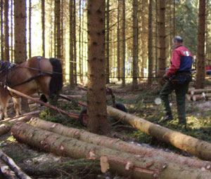 skogsdag-stockdragning.jpg