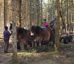 skogsdag-trespann.jpg